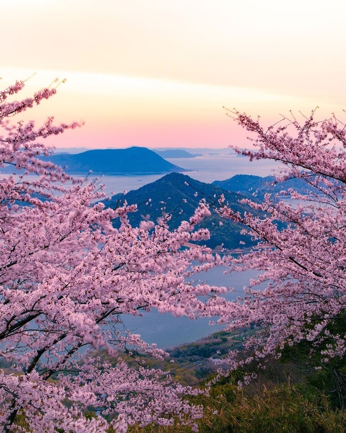 When Does the Cherry Blossoms in Japan Occur and Why?