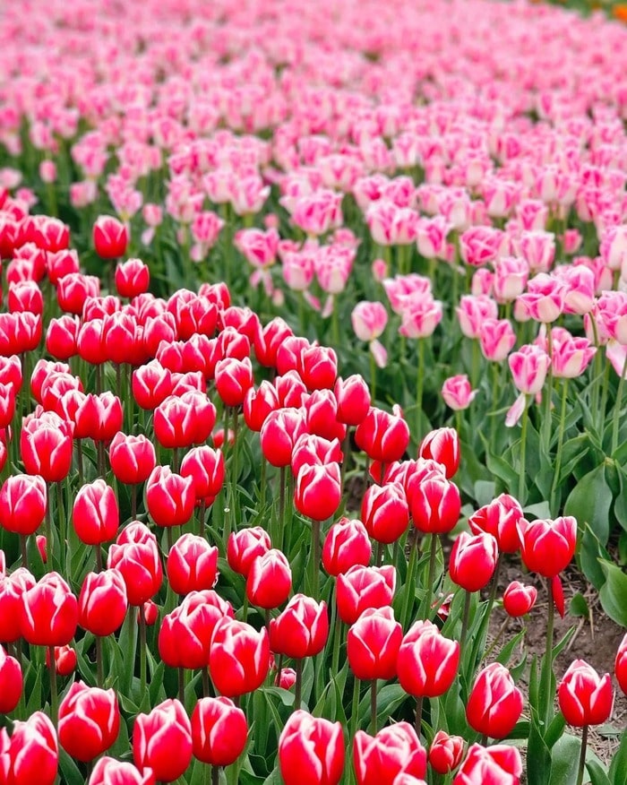 When is the best time to see tulips in the Netherlands?