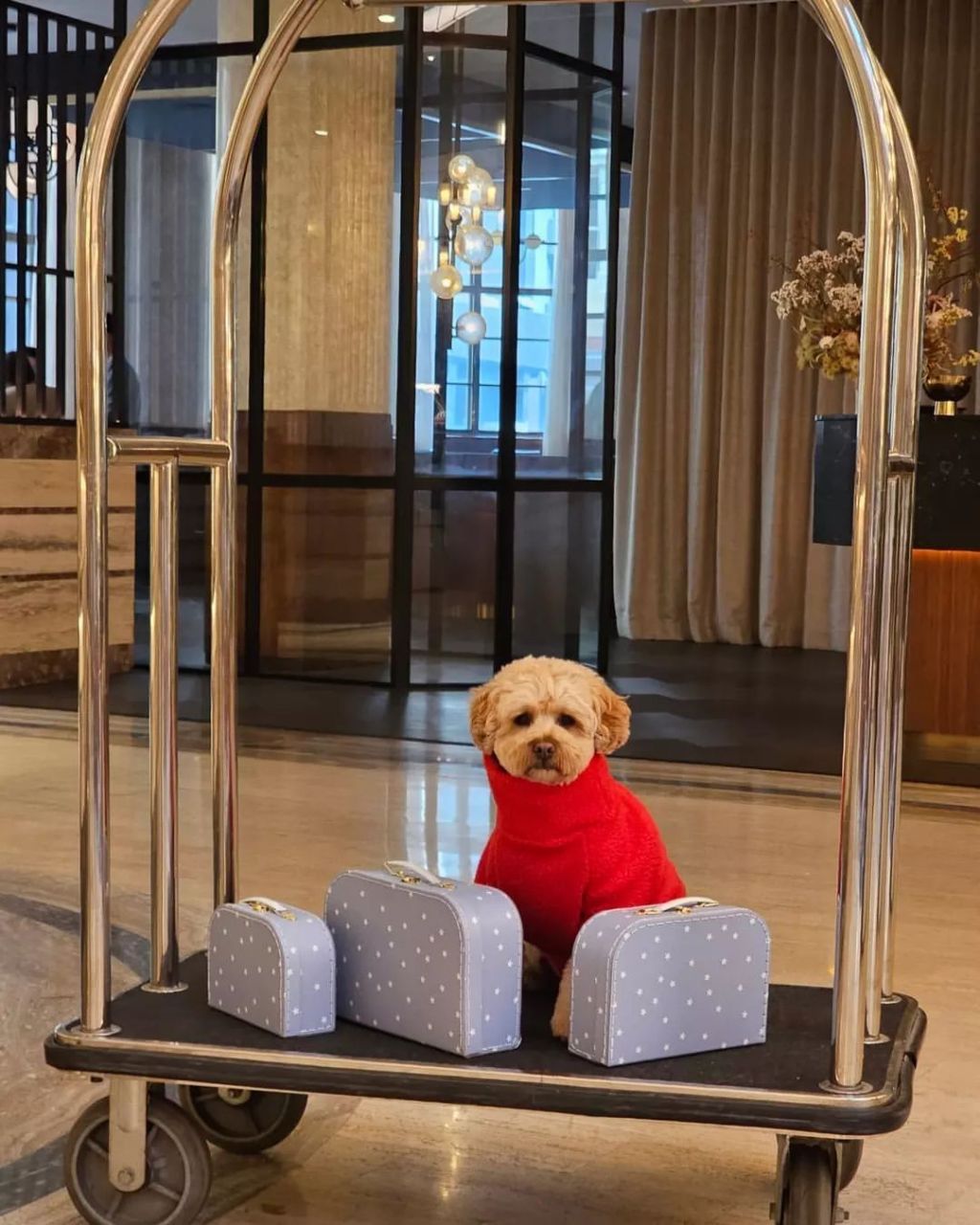 Pet-Friendly Hotels: A Guide to Traveling with Your Furry Friends